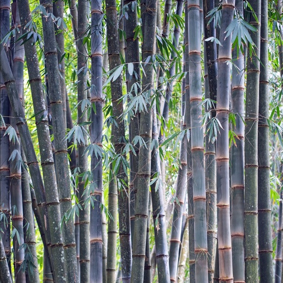 BAMBOO!♻️ - Picture 3 of 3